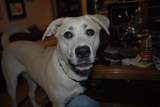 lulubelle