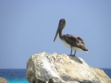 reneeonbonaire