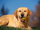 buddyboo