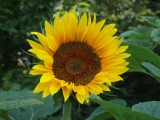 sunflowercjw