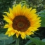 sunflowercjw