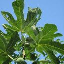 fig