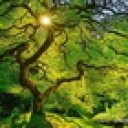 Stream Photos